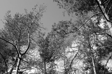 Pine trees branches against sky background	
