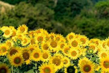 Campo di girasoli