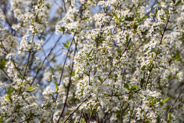 Cherry branch with white flowers and green fresh leaves and buds is on a blurred background in a park in spring