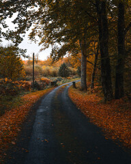Fototapeta na wymiar Autumn road 7