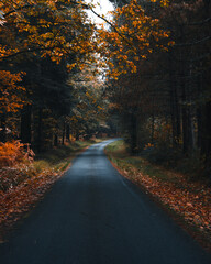 Autumn road 1