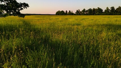 Fototapeta premium grass field in summer