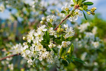 White cherry flowers. Blooming cherry branch. Spring Cherry.