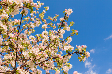 Blooming apple tree against the blue sky. Blooming apple tree is illuminated by the spring sun.
