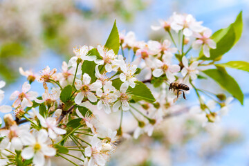 A honey bee collects nectar from cherry blossoms. Blooming cherry close-up.