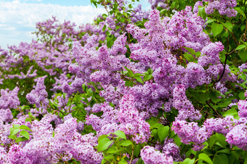 Syringa vulgaris. Blooming lilac. A lilac bush covered with wild flowering.