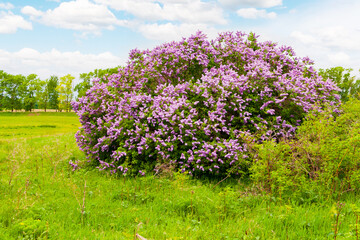 Obraz premium Syringa vulgaris. Blooming lilac. A huge lilac bush covered with flowers.