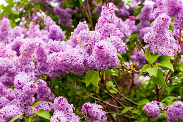 Syringa vulgaris. Blooming lilac. Blooming lilac close-up.