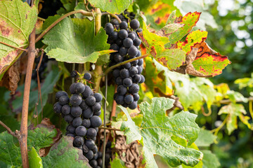 Blue grapes with green leaves in the vineyards