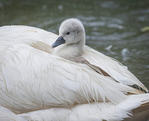 Fototapeta premium mute swan cygnus olor