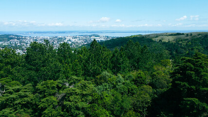 view of the forest