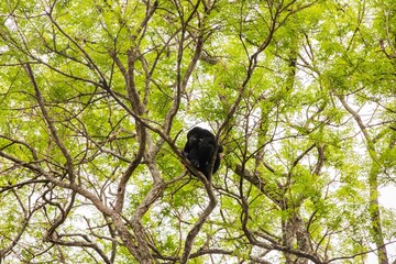 The mantled howler (Alouatta palliata), or golden-mantled howling monkey in Arenal, Costa Rica