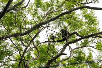 The mantled howler (Alouatta palliata), or golden-mantled howling monkey in Arenal, Costa Rica