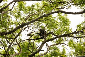 The mantled howler (Alouatta palliata), or golden-mantled howling monkey in Arenal, Costa Rica