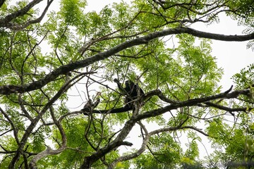 The mantled howler (Alouatta palliata), or golden-mantled howling monkey in Arenal, Costa Rica