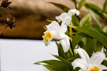 A wild orchid growing in Arenal, Costa Rica