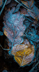 autumn leaves on the ground