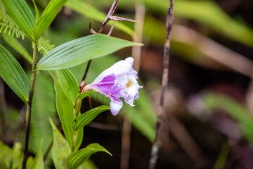 Tropical plants in the rainforest in Costa Rica