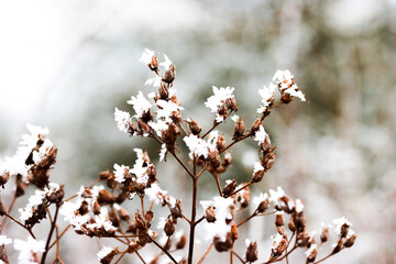winter flower