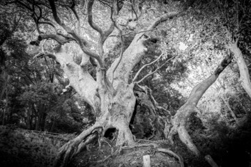 albero più vecchio d'italia