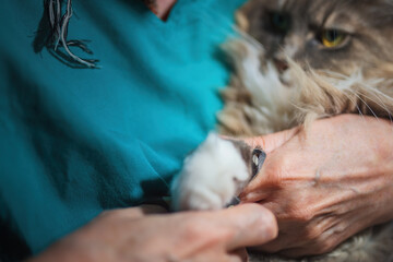 Clipping the cat's claws with a pair of pliers designed for this purpose.