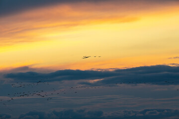 Fototapeta na wymiar Above the clouds. Silhouettes of flying Cranes ( Grus Grus) at Sunset France