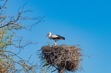 The nest of a white stork on a pillar, against a blue sky. Incubation of chicks in the spring