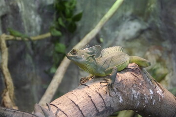 A plumed basilisk lying on the tree. The plumed basilisk (Basiliscus plumifrons) also called commonly the green basilisk, the double crested basilisk, or the Jesus Christ lizard.