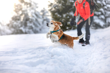 dog running in the snow