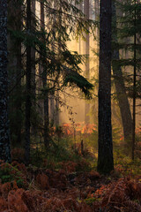 morning in the forest