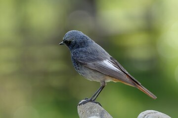 Male black redstart ( Phoenicurus ochruros) stands on stones. East Moravia. Europe.