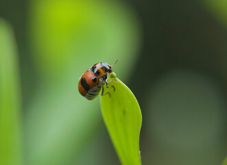 Fototapeta premium Ladybird on a leaf