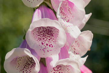 Pink foxglove in the summer garden, blooming beautiful inflorescence close-up.  © Ludmila