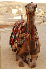 camel animal in egypt