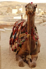 Zelfklevend Fotobehang camel animal in egypt © cristina