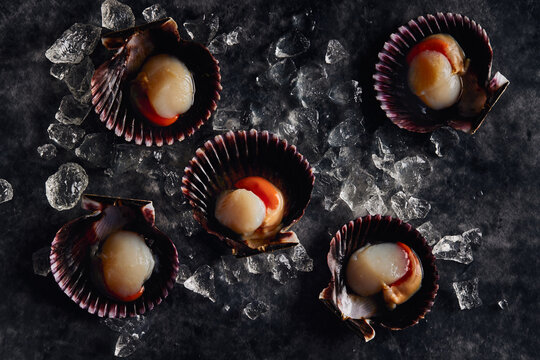 Delicious scallops served on shells against dark table