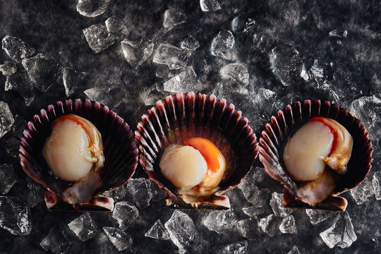 Delicious scallops served on shells against dark table