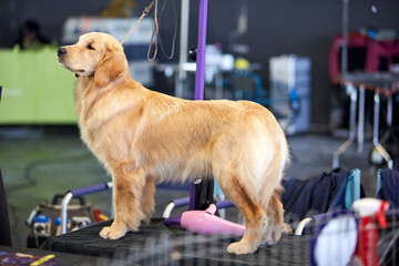 Golden retriever during a dog show