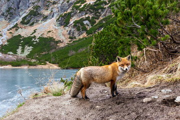 red fox in the wild