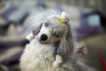 Poodle during a dog show