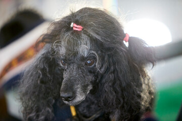 Poodle during a dog show