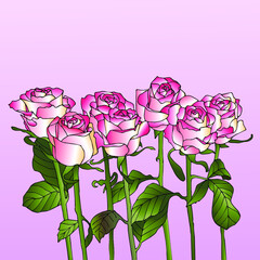Seamless pattern with the image of flowers of pink roses on a pink background. Vector illustration.