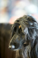 Greyhound during a dog show