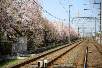 Fototapeta na wymiar 鉄道の線路沿いの桜並木