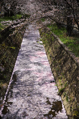桜並木と花筏