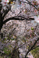 桜並木と花筏