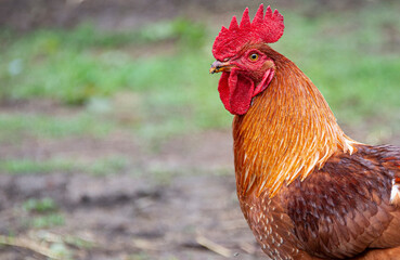 Close-up of hen in freedom