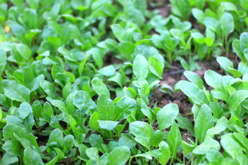 Organic mangold growing in the garden. Healthy Mediterranean vegetable. Selective focus.