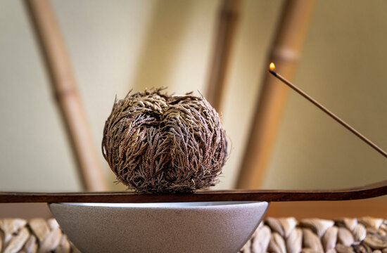 Rose of Jericho (Selaginella lepidophylla), False Rose of Jericho, rosa de jerico