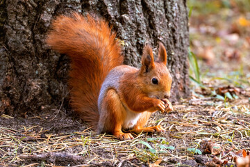 Naklejka na ściany i meble Ordinary fluffy squirrel. Funny eurasian red squirrel sits in autumn foliage and holds a nut in its teeth on a blurry background.